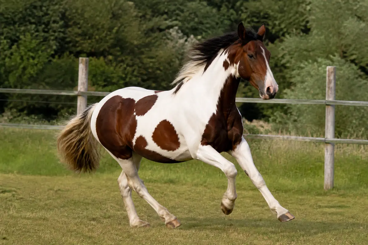 Cheval robe : guide des couleurs, dilutions et marques